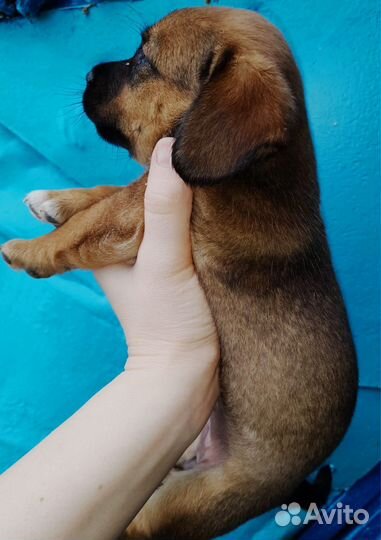 Собака в добрые руки отдам бесплатно