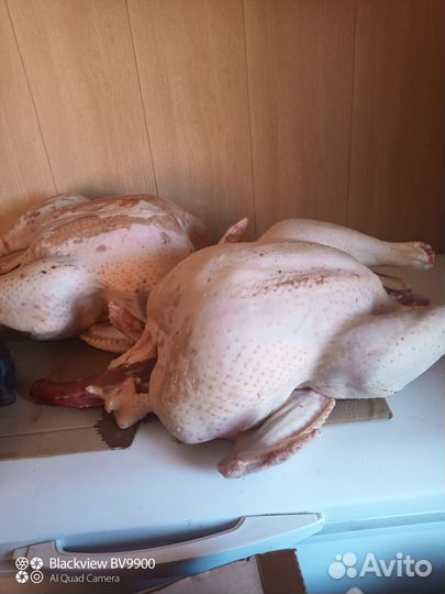 Мясо индейки,домашнее,деревенское