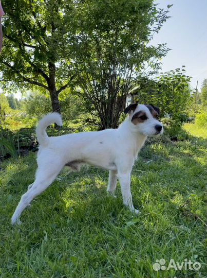 Парсон рассел терьер вязка