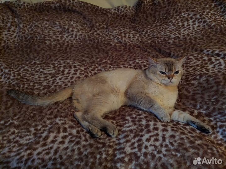 Шотландский кот вязка
