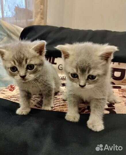 Британские котята