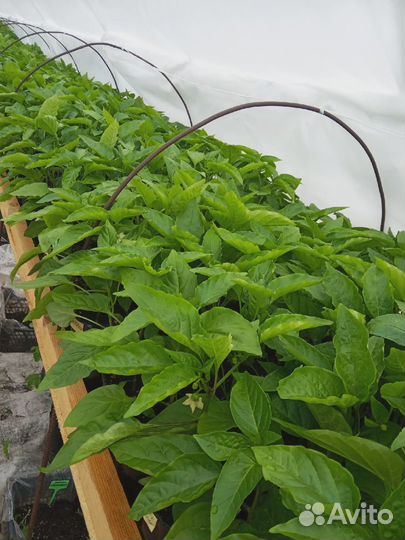 Овощная и цветочная рассада, кустарники