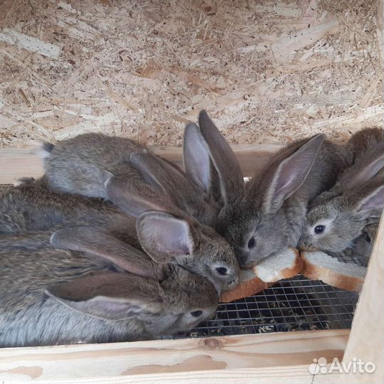Кролики серый великан