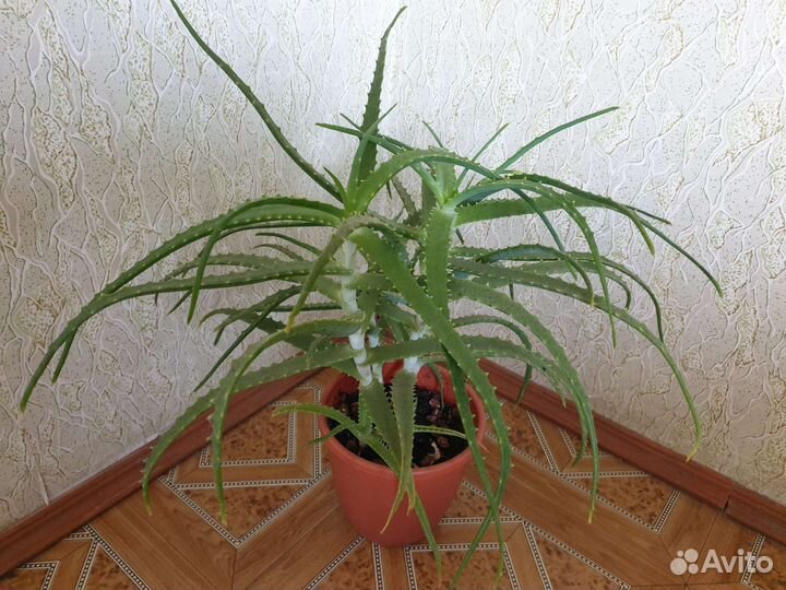 Алоэ и каланхоэ