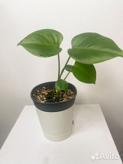 Монстера деликатесная