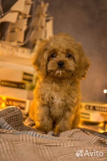 Кокапу mini мальчик