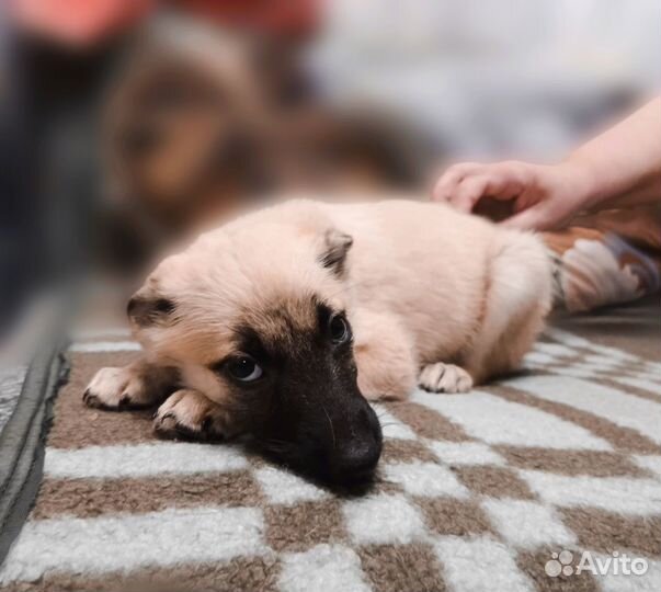 Пристройство собак