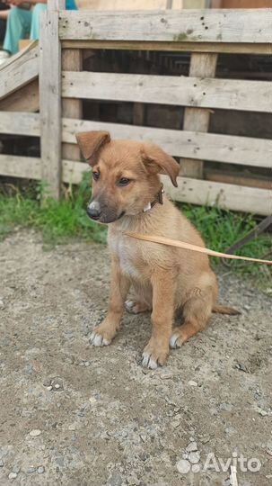 Щенки в добрые руки