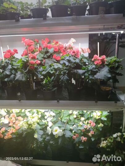 Стеллаж для цветов и рассады с капиллярными матами