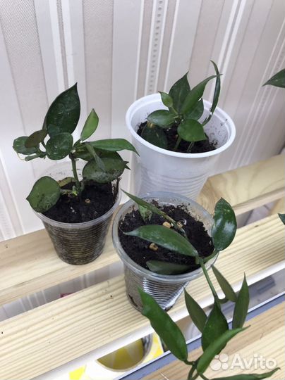 Хойя карноза, лакуноза