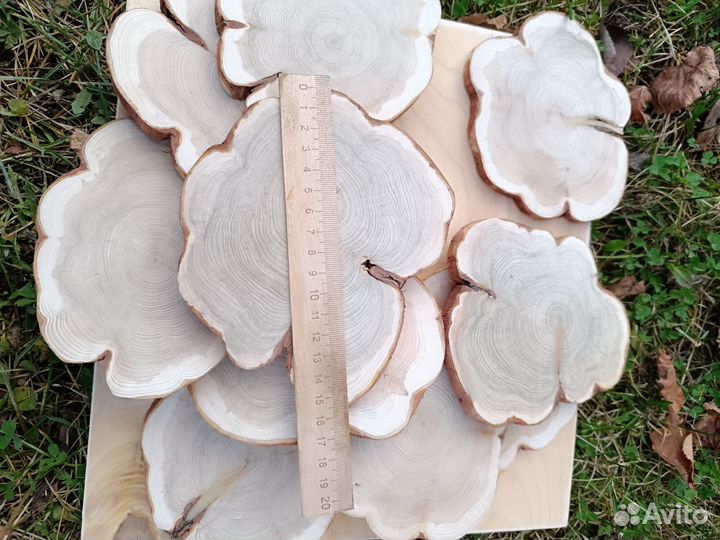 Набор спилов можжевельника для декора и творчества