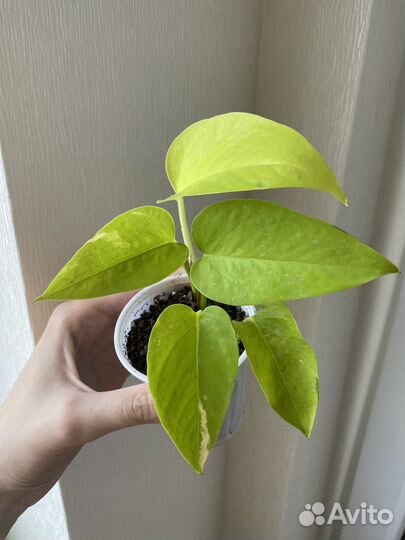 Эпипремнум неон