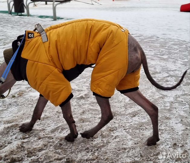 Комбинезон для средней собаки