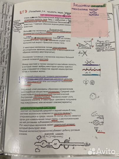Биология (зоология) подготовка к егэ