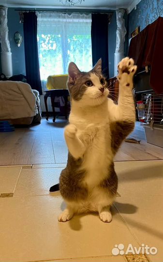 Кот в добрые руки