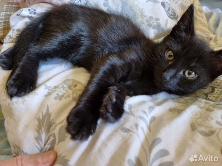 Кошка в дар