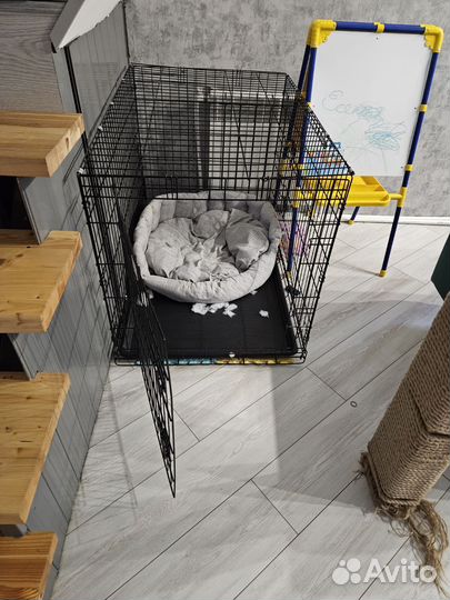 Бордер колли