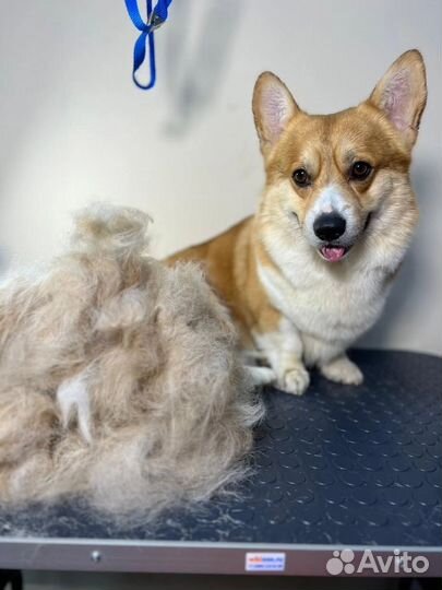 Груминг стрижка собак и кошек