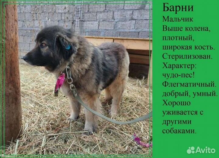 Собака в добрые руки отдам бесплатно