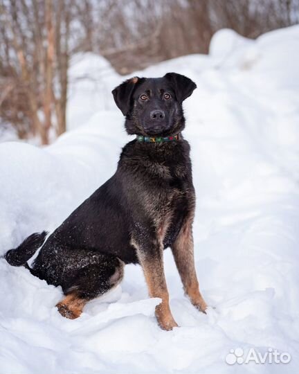 Щенок в самые лучшие руки