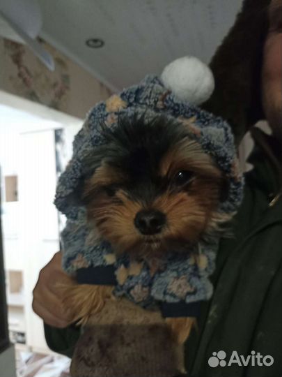 Вязка кобель mini йорк