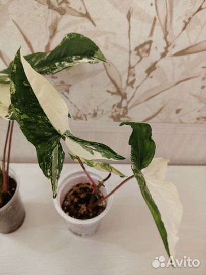 Сингониум imperial white