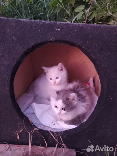 Дети нашли котят