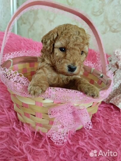 Той - пудель