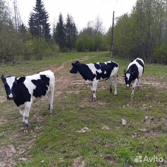 Продаются телочки