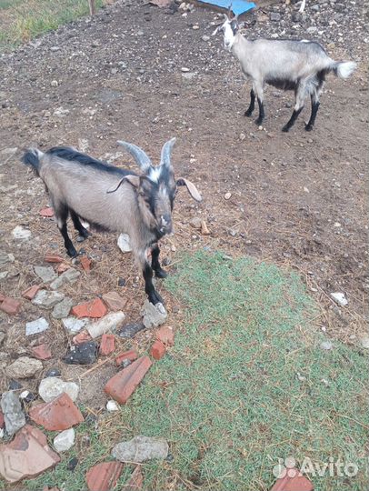 Козлята