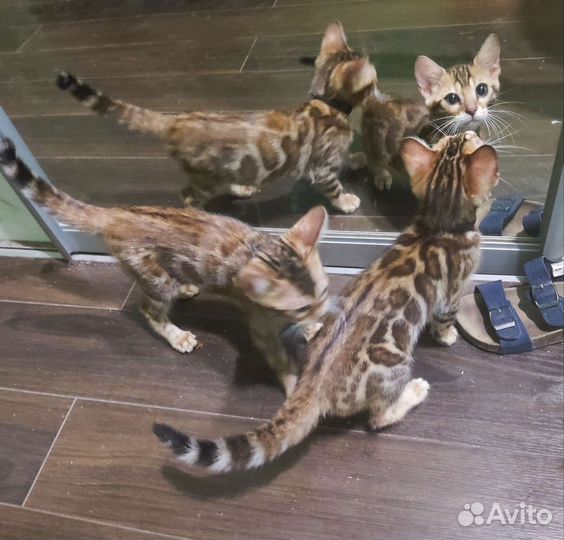 Бенгальские котята