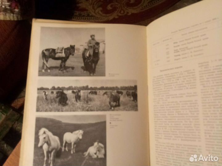 Конезавоство и конный спорт