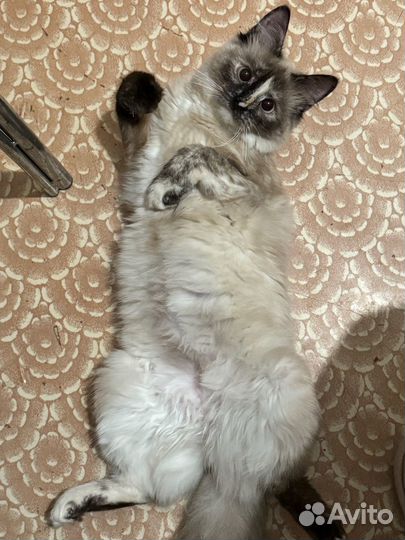 Сиамская кошечка