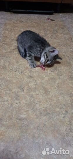 Отдам бесплатно котят