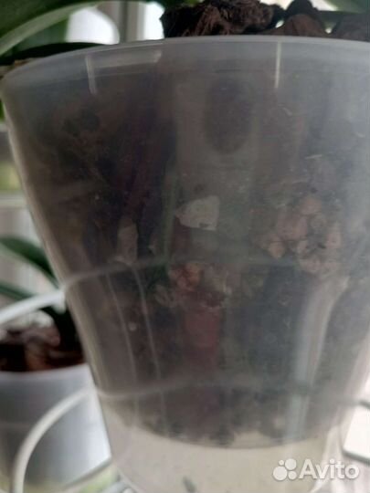 Орхидея фаленопсис сортовая