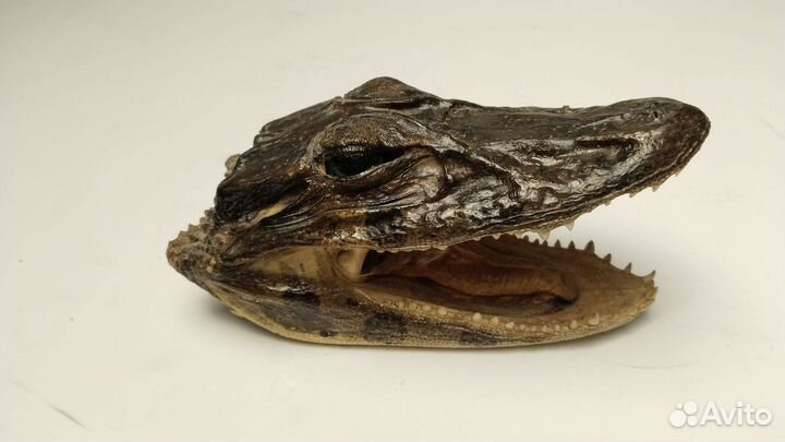 Голова крокодила, засушенная