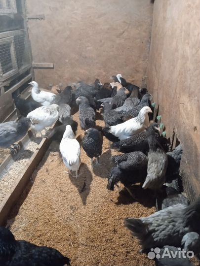 Куры молодки