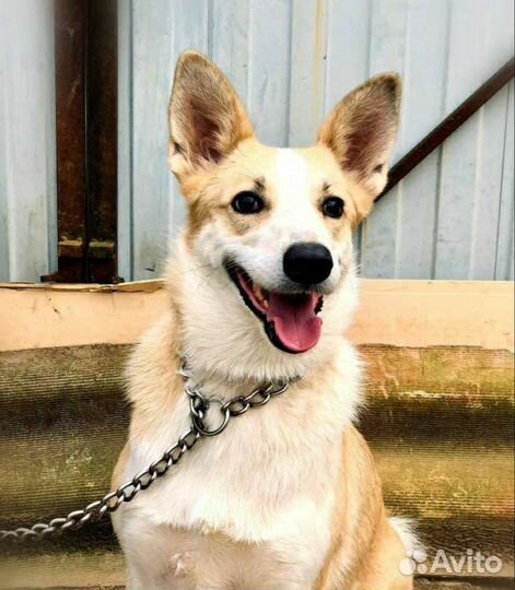 Грейси может стать Вам самым верным другом