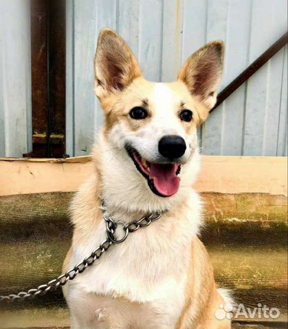 Грейси может стать Вам самым верным другом