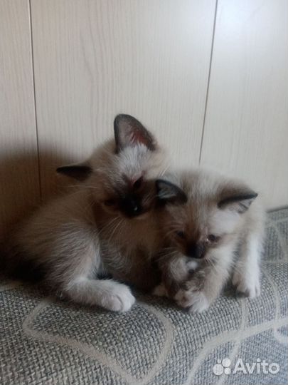 Сиамские котята