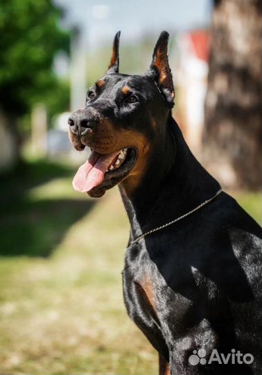 Щенки добермана