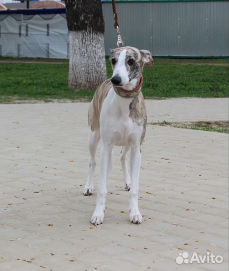 Щенок уиппета