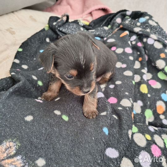 Той-терьер щенки