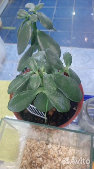 Комнатные домашние растения