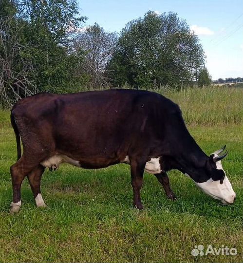 Коровы дойные, стельные. Тёлочки. Жеребёнок