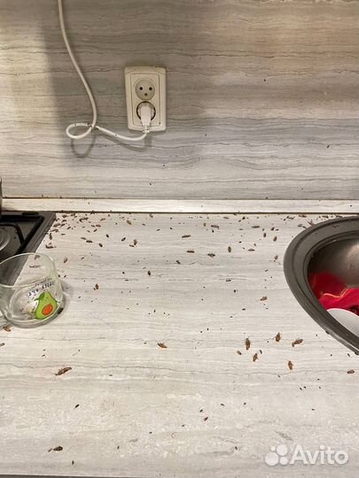 Уничтожение клопов, тараканов Дезинсекция