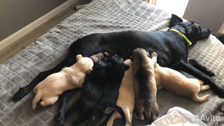 Щенки помесь с хаски