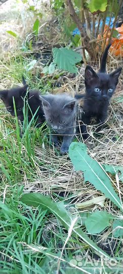Котята