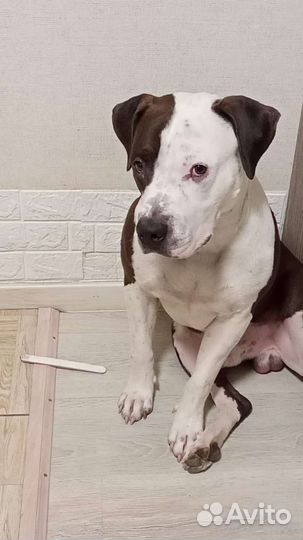 Пит буль терьер