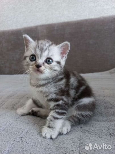 Британская